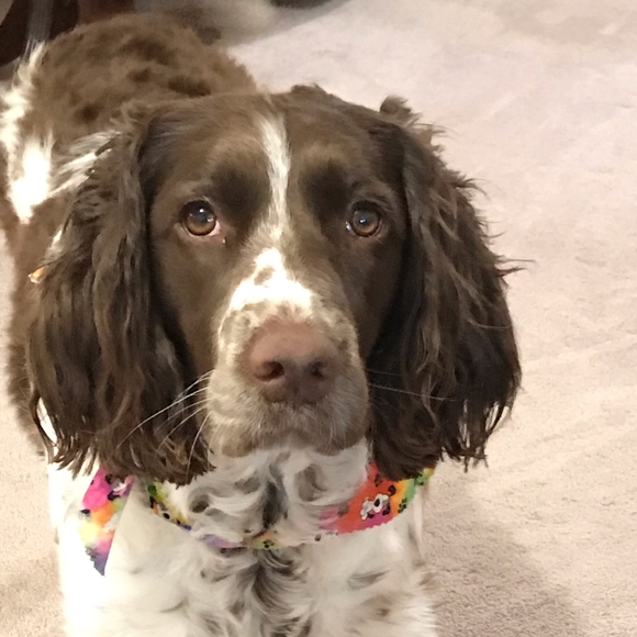 Meet your Posher, Sandy - Picture 5 of 6